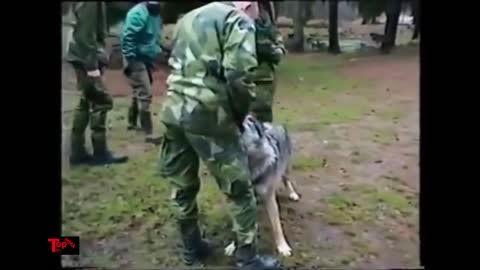 Dogo Argentino vs Pitbull. Tibetan Mustiff vs Wolf, Dog Argentino vs Tiger