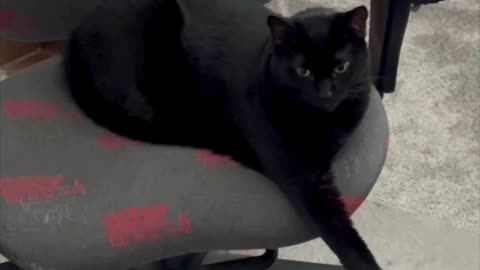 Adopting a Cat from a Shelter Vlog - Cute Precious Piper Does Leg Extension Exercises #shorts