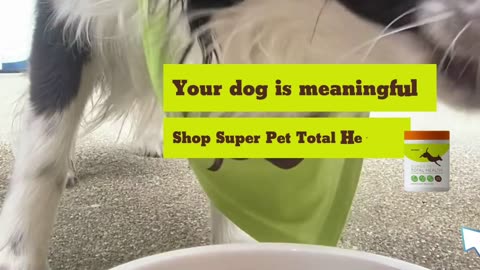 Feed Your Pet’s Body and Soul with Our Superpowder Designed to Promote Optimal Health and Wellness