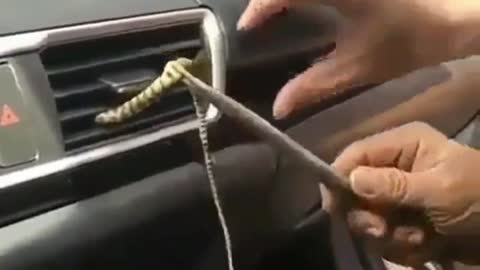 A little Snake Enters The car's Conditioning.