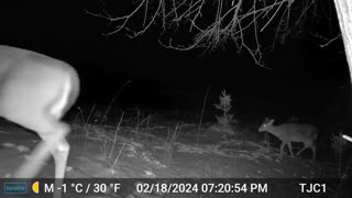 Four Deer Emerge From The Forest