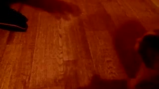 The owner teases the cat and plays with him