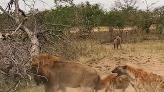 Hyenas save clan member from lion's deadly jaws