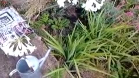 Watering the Beautiful White Lilies