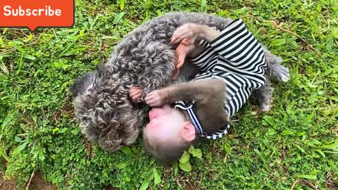 Bibi has fun play with bel dog in the meadow