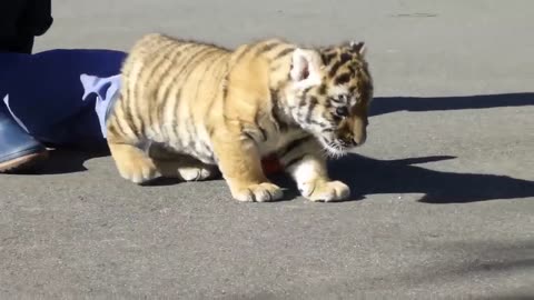 Cute- Baby- Tiger