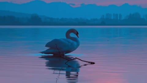 Beautiful goose lying on the water at sunset - Psychological comfort