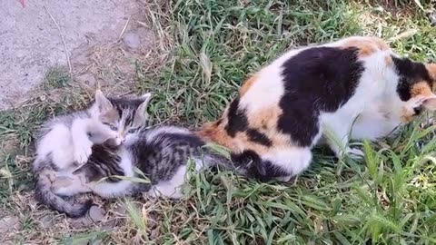 Whimsical little kittens are playing in the yard. Funny and interesting cute kittens