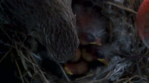 Baby birds eating from mom and dad