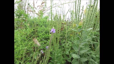 An Important Source Of Nectar Spires Hoary Vervain Sept 2021