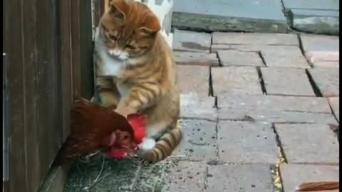 Cat and chicken head