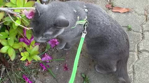Maru cats come out for a walk and eat grass