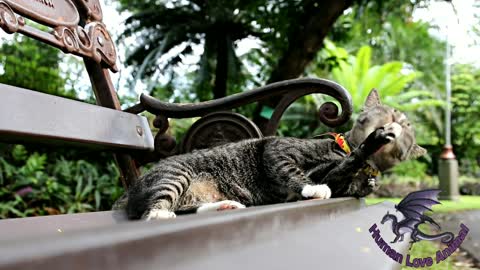 Funny Cat || lovely Cat || Cat Enjoying in Sunlight!!