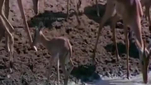 Alligator Ambush Attack Gazelle - Beautiful Animals