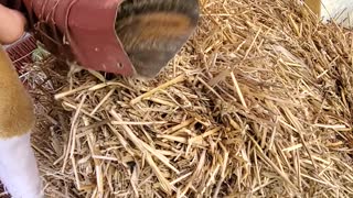 Chipmunk Rescued from Downspout Dilemma