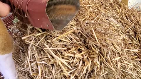 Chipmunk Rescued from Downspout Dilemma