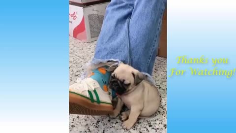 Adorable and funny animals Try not to laugh