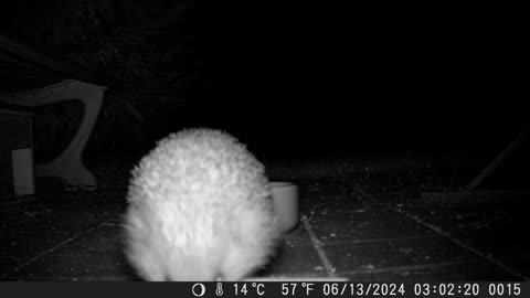 Visit of a sweet hedgehog out of the dark garden