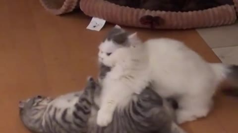 Cat playing and fighting and cuddle each other