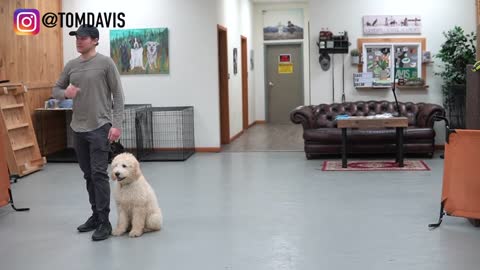 Leash Training: How to get your dog to walk nicely on a leash