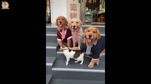Cute Funny Dogs