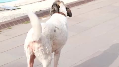 Stray Dog Is Getting Out Of A Pool