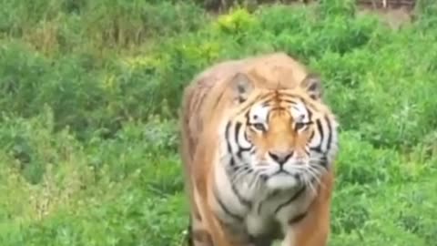 🦁🦁 Animals lovers shorts videos #shorts #shortvideo #tiger #animals #viralvideo Animals In Jungle