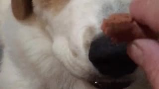 Brown white dog grabs dog treat from owner