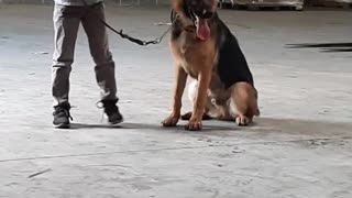 7 year old young man doing some obedience with his German shepherd.