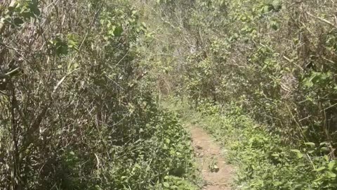 Path through the cemetery