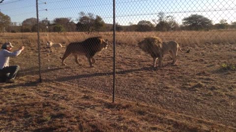 Kevin Richardson's lions roaring - scary, but funny!