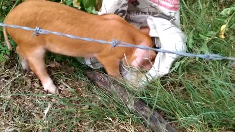 Pig eating whole chicken for lunch in Africa