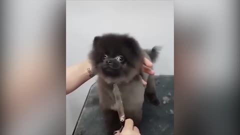 Funny Dog Dancing to the music