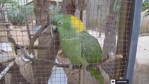Funny Parrot.. #bossParrot Compilation😎