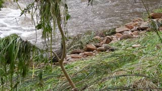 Duck looking for a safe place to go into floodwaters.