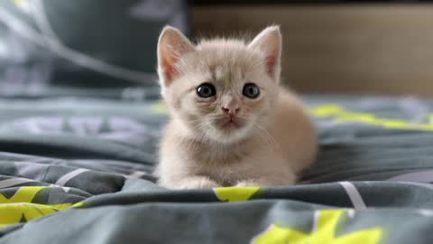 Cute kitten