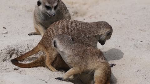How The protect by Mother Tiny Meerket Mongoose from Enemy Mongoose.