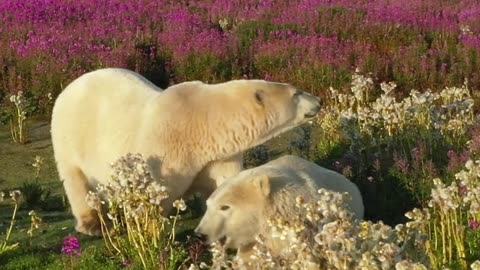 Polar Bears Stroll Through Fields of Wildflowers