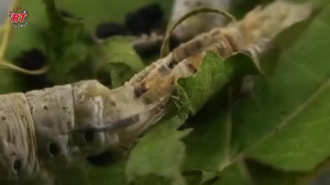 Silkworm Agriculture Stages of the Process of Cultivating Silkworms into Silk Threads