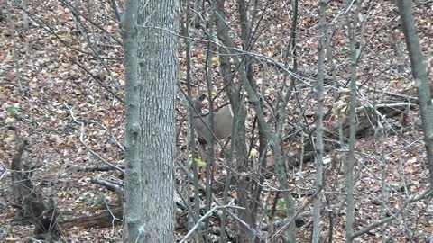 Muzzleloader Doe Hunt Pennsylvania 2016