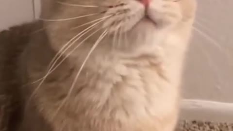 ❤️❤️❤️Cute Cats Short Videos.👌👌👌