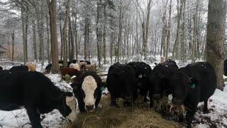 Happy Angus Cows Chowing Down In Majestic Forest 4K