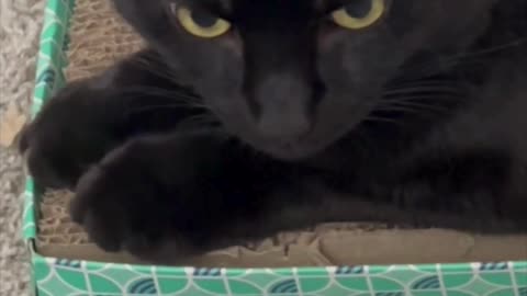 Cute Precious Piper is Very Creative with Her Tuffet -Adopting a Cat from a Shelter Vlog