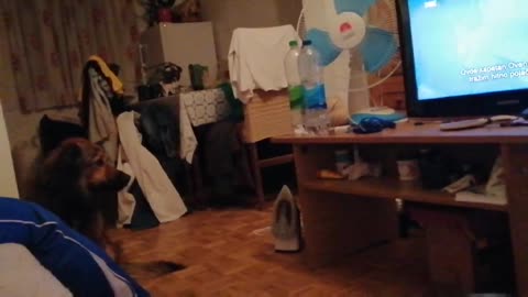 Funny Dog Confused By The TV