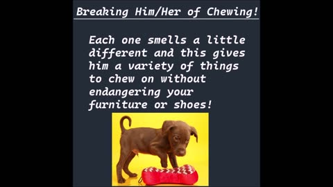 Breaking Him of Chewing!