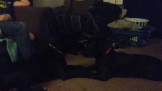 Cane Corso and Pitbull Terrier, in love