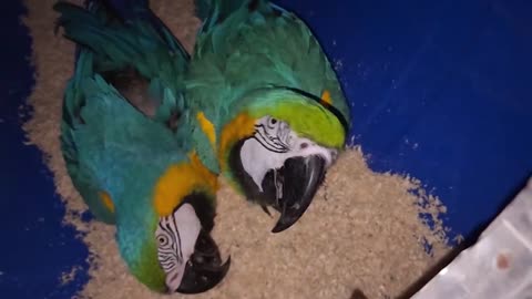 Most Dangerous Birds Attack - Surprising Big Birds Parrots Breeding Progress Tips