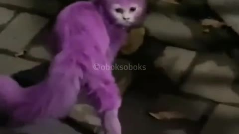 #cats #catsfunnyvideos #catsoftiktok #funnyvideos #justforfun #randomvideos #😂