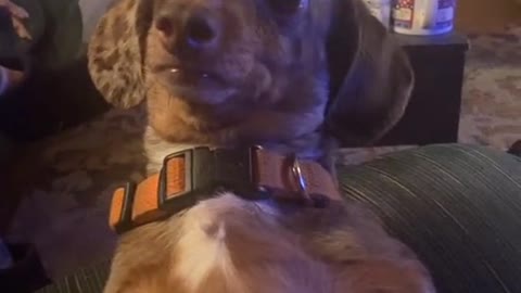 Dachshund Watches on Intently at Dinner Time