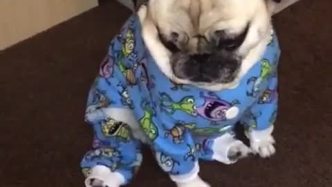 Pug in his new jammies